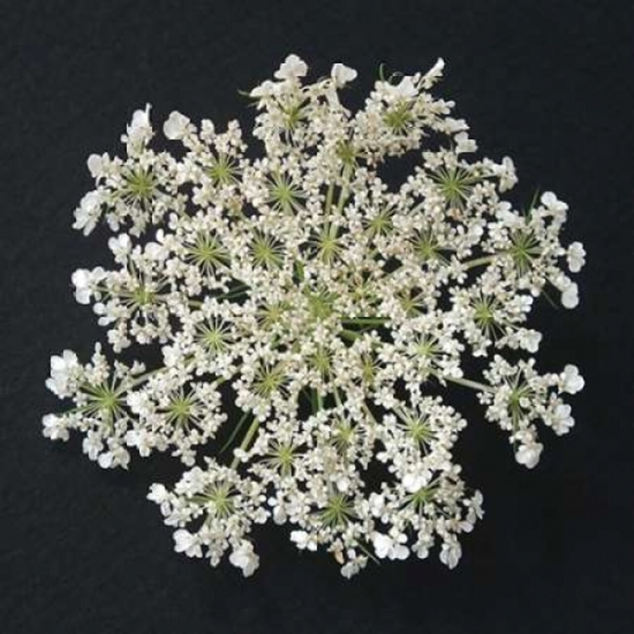 Queen Anne''s Lace I Poster Print by Jim Christensen - Item # VARPDXPSCRS179
